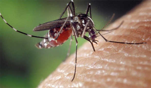 अर्जेंटीना के कई प्रांतों में डेंगू का प्रकोप बढ़ा