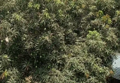 गर्मियों का राजा आम: स्वाद और सेहत का खजाना