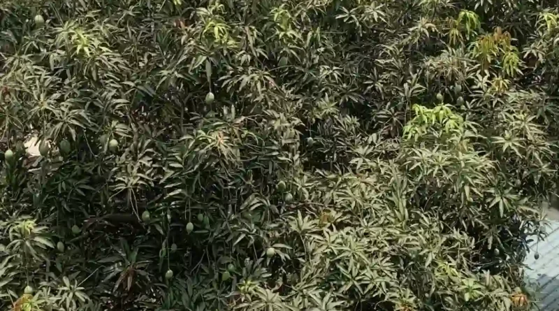 गर्मियों का राजा आम: स्वाद और सेहत का खजाना